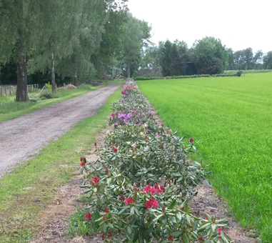 rodondendrons